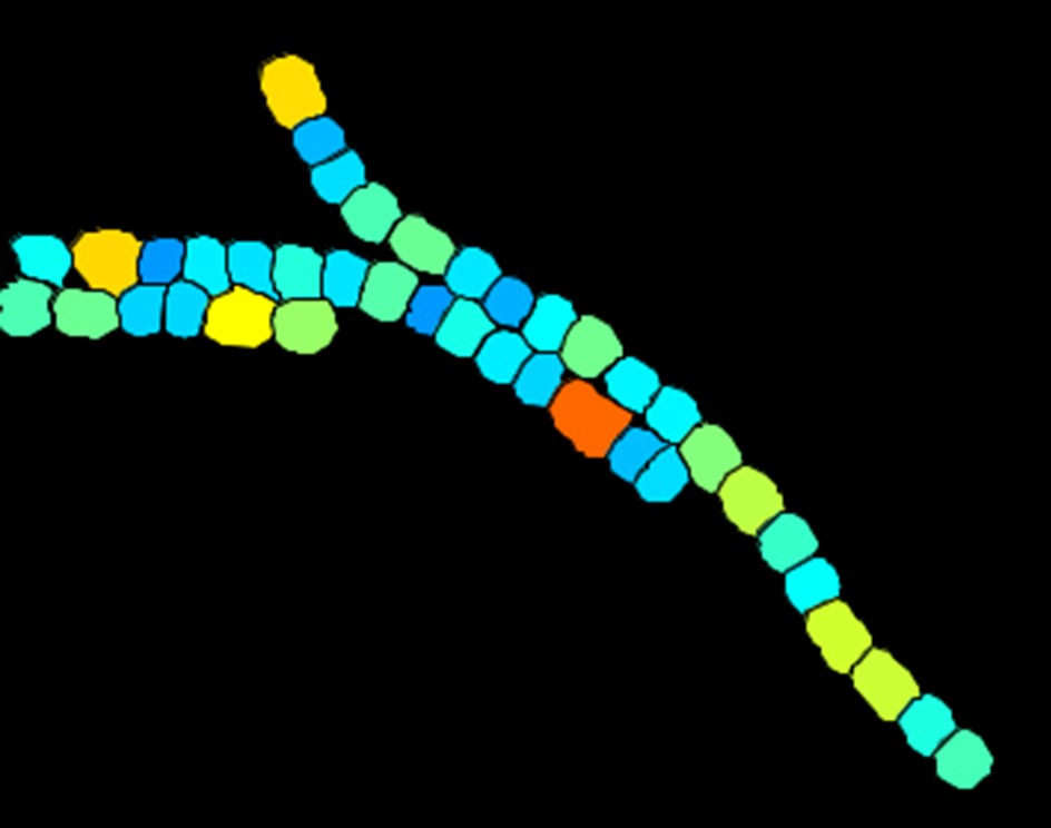 Cyanobacteria image analysis framework and segmented cells