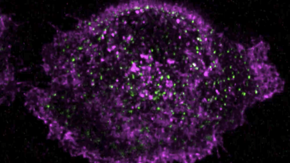 Microscopy research image 1