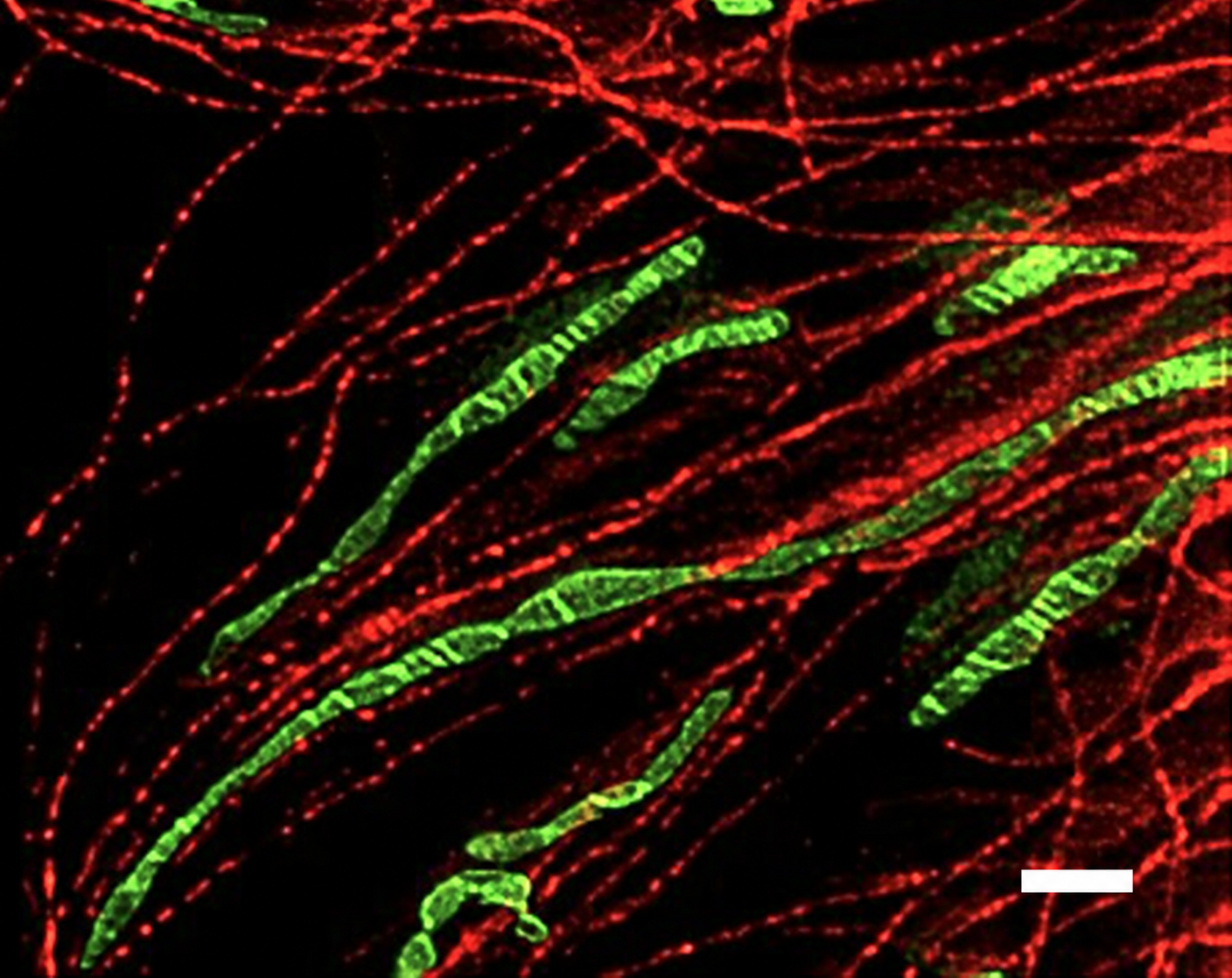 Microscopy research image 2