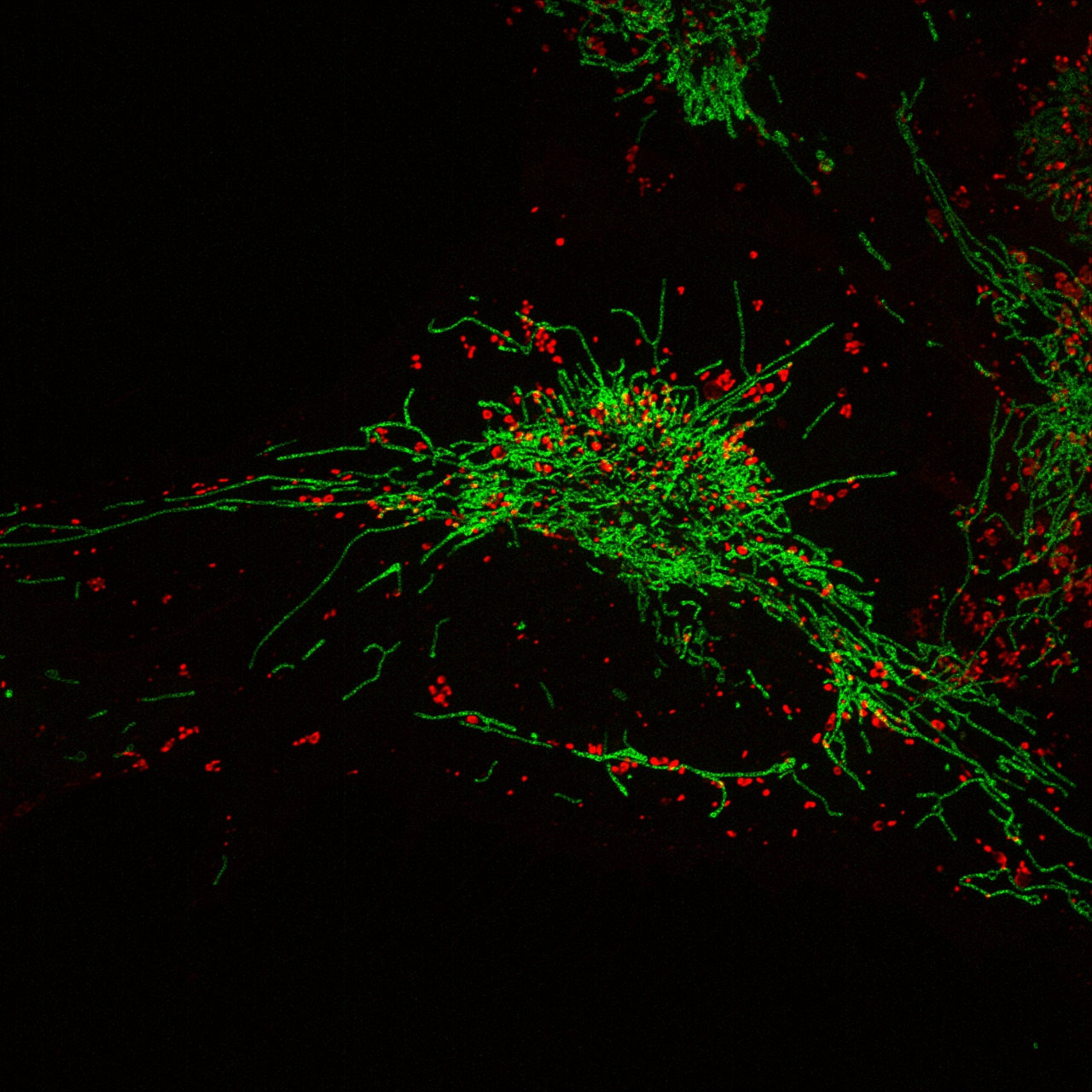 Microscopy research image 5