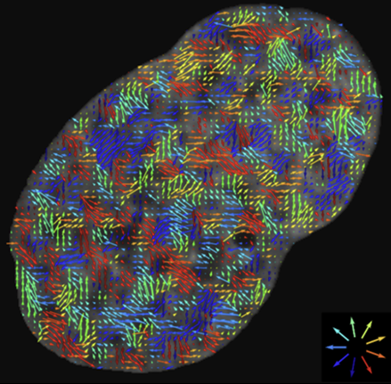Microscopy research image 6