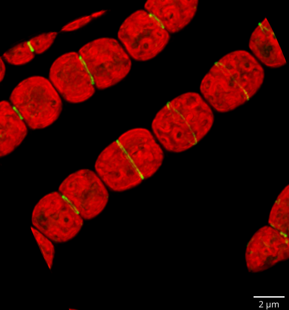 Microscopy research image 7