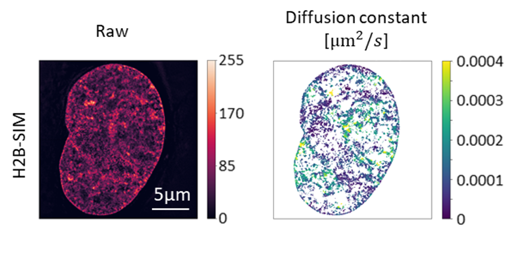 Illustration for Hi-D-Py in BioRxiv.