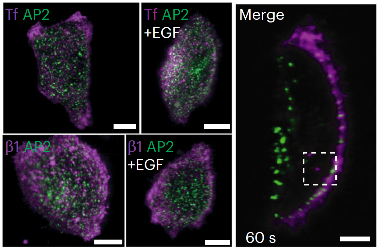 Illustration for Beta1 integrin endocytosis imaged by LLSM, published in Nature Cell Biology.