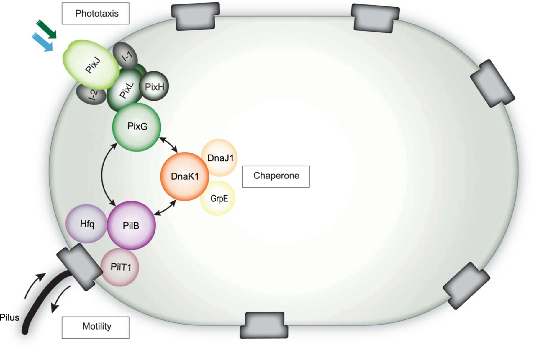 Proposed model of DnaK1 involvement in phototactic motility